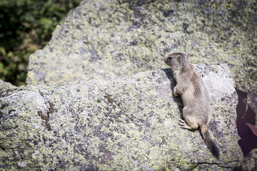 Marmotte sur un rocher