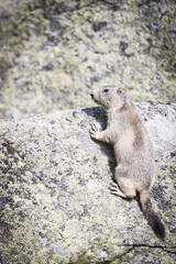 Marmotte sur un rocher
