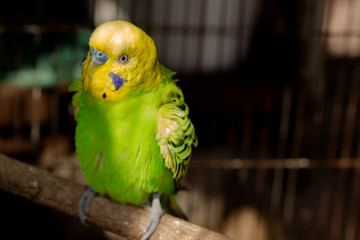 Obraz premium Yellow Budgie, Budgerigar Bird