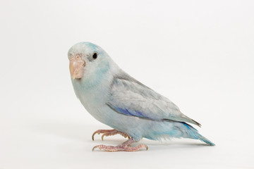 Pastel Blue Forpus Bird
