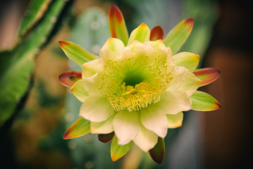 Cactus flower in its full blossom