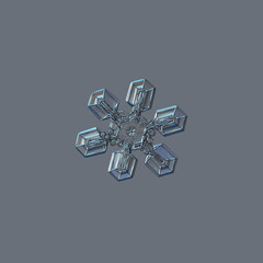 Snowflake isolated on grey background: real photo of medium size snow crystal (around 3 millimeters from tip to tip), resembling duck feet, sparkling on bright gray background.