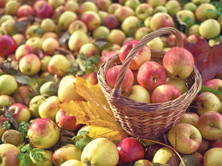 Basket with apples on fallen apples from the apple tree. Autumn time, time to harvest. Concept on fresh products and healthy food