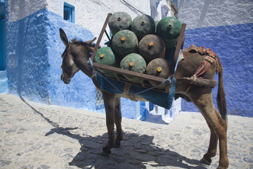 Donkey used for gas bottle delivery, Chefchaouen, Morocco