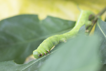 Caterpillars eat leaves