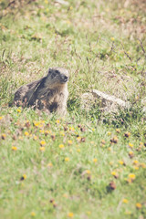 Marmotte