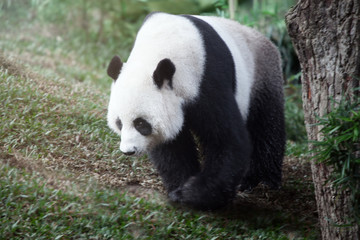 portrait of nice panda bear walking in summer environment