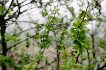 As complicated as the spider's web