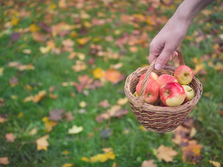 Girl holding a basket with red apples on a background of autumn leaves in nature. Concept on a theme of healthy eating