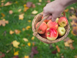 Basket with apples in a hand on a background of green grass and yellow foliage. Autumn time, yellow leaves. Nature autumn