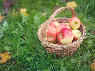 Red apples on green foliage. Concept on a theme of the autumn harvest and a healthy diet.
