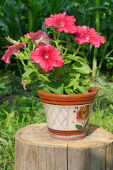 Pink petunias in a clay pot outdoors