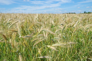 Rye field on a background of blue sky