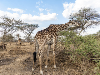 Naklejka na ściany i meble giraffe looks for food at the trees in the serengeti