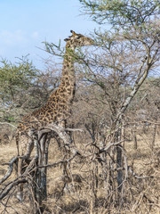 giraffe looks for food at the trees in the serengeti