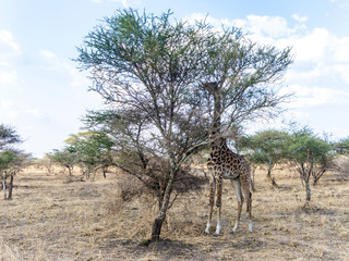 giraffe looks for food at the trees in the serengeti