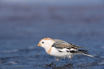 A male Snow Bunting (Plectrophenax nivalis) in winter plumage perched on ice against a blurred, plain, natural background