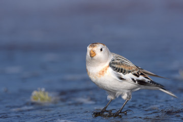A male Snow Bunting (Plectrophenax nivalis) in winter plumage perched on ice against a blurred, plain, natural background