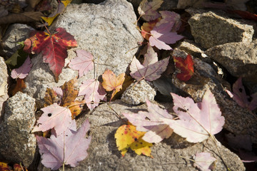Maple tree dead leaves over stones, CT, USA