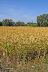 Riz de Camargue