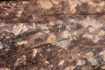 wood texture with natural pattern