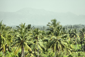 mountains and jungle with palm trees of South-East Asia