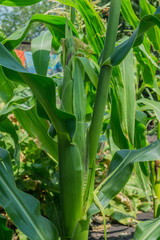 maize plant