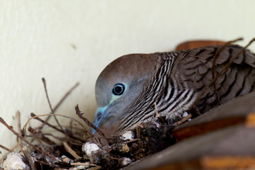 Mother dove in her nest