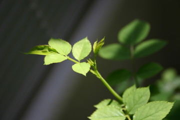 Rose Leaf