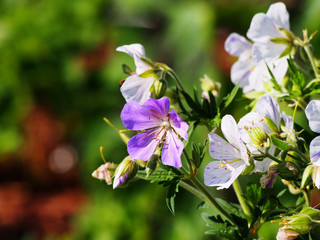 Meadow cranesbill - Geranium pratense 'Splish-Splash' 