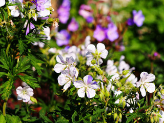 Meadow cranesbill - Geranium pratense 'Splish-Splash' 