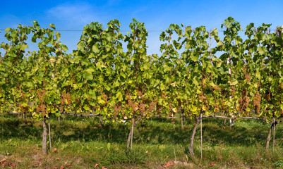 Białe, dojrzałe winogrona wiszące na młodych krzewach winorośli tuż przed zbiorem. - 122973873