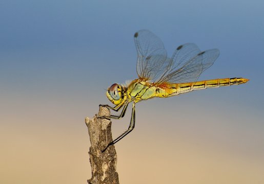 Beautiful dragonfly isolated with unfocused bicolor background 
