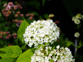Hydrangea arborescens (smooth hydrangea, wild hydrangea, sevenbark)  