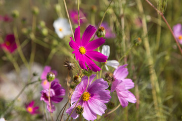Fototapeta premium Cosmos flowers 