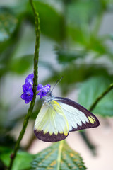 Yellow Coster Butterfly