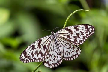 Tree Nymphsidea Butterfly