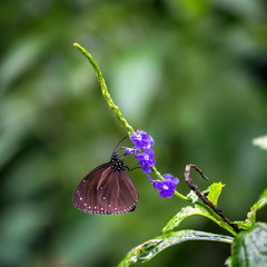Staff Sergeant Butterfly