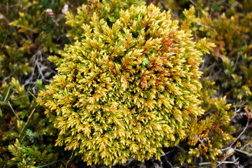 Tight cushion of yellow brown plant
