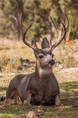 Fototapeta premium Mule Deer Buck Bedded