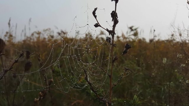 Spider web with dew drops in the morning. Macro shot.