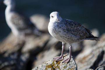 Seagulls, Quiberon, Brittany, France