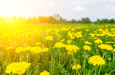 yellow dandelion meadow