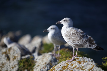 Seagulls, Quiberon, Brittany, France