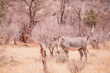 Obraz premium Grevy's zebra in Samburu National Park in Kenya