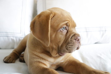 Dogue de Bordeaux puppy