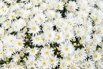 white chrysanthemums