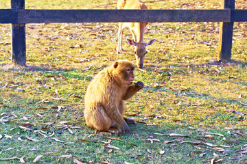 monkey in cabarceno  , Spain