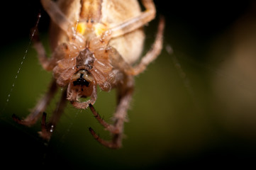 Spider Working On Her Web Macro