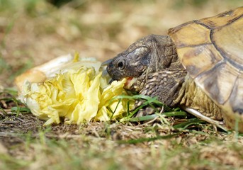 Griechische Landschildkröte 